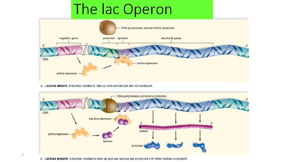 The lac Operon 6 