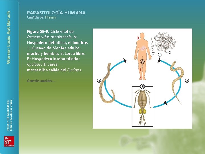 Werner Louis Apt Baruch PARASITOLOGÍA HUMANA Capítulo 59. Filariasis Figura 59 -9. Ciclo vital