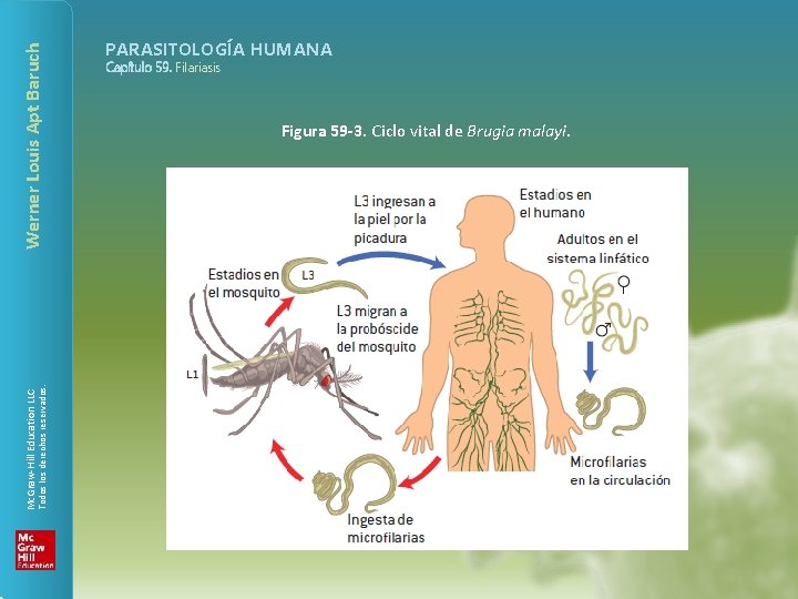Werner Louis Apt Baruch Todos los derechos reservados. Mc. Graw-Hill Education LLC PARASITOLOGÍA HUMANA