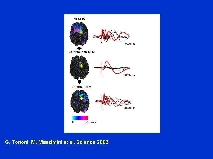 G. Tononi, M. Massimini et al. Science 2005 