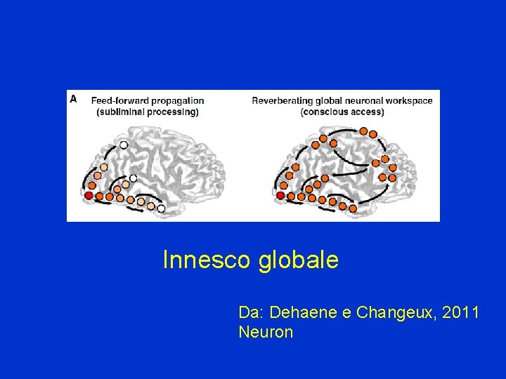 Innesco globale Da: Dehaene e Changeux, 2011 Neuron 