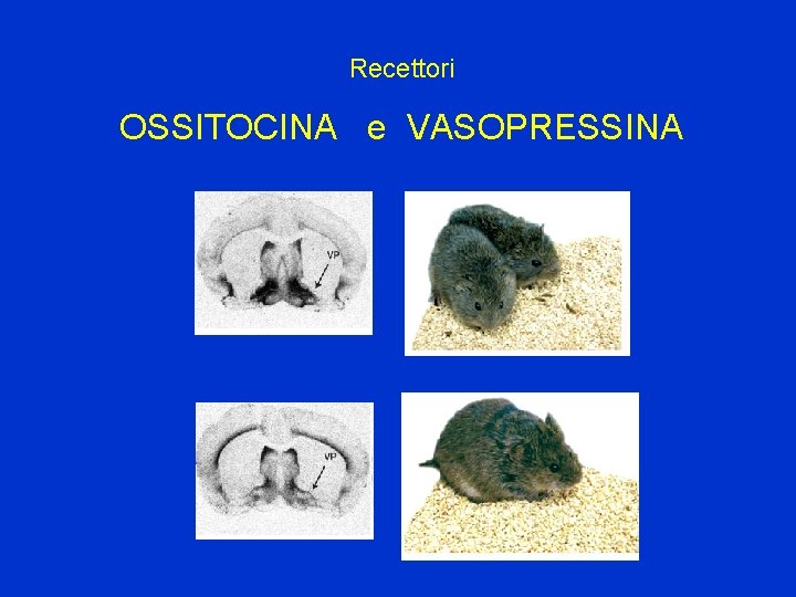 Recettori OSSITOCINA e VASOPRESSINA 