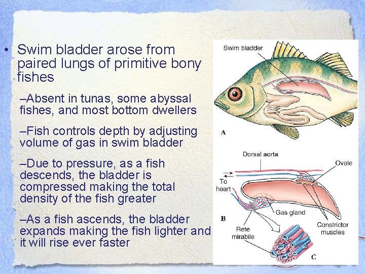  • Swim bladder arose from paired lungs of primitive bony fishes –Absent in