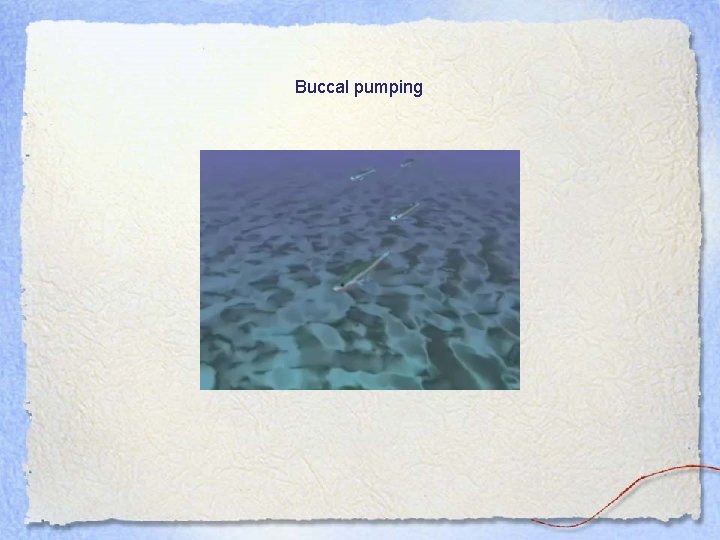 Buccal pumping 