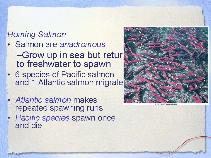 Homing Salmon • Salmon are anadromous –Grow up in sea but return to freshwater