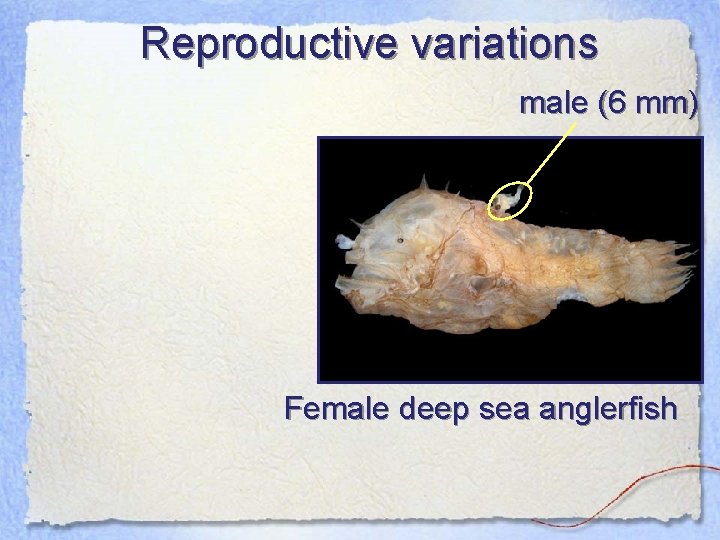 Reproductive variations male (6 mm) Female deep sea anglerfish 