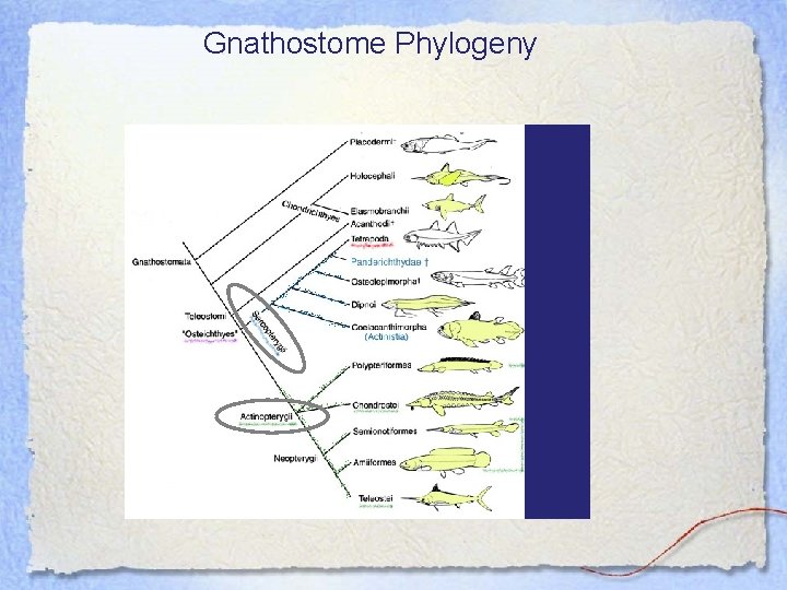 Gnathostome Phylogeny 