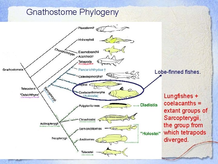 Gnathostome Phylogeny Lobe-finned fishes. Lungfishes + coelacanths = extant groups of Sarcopterygii, the group