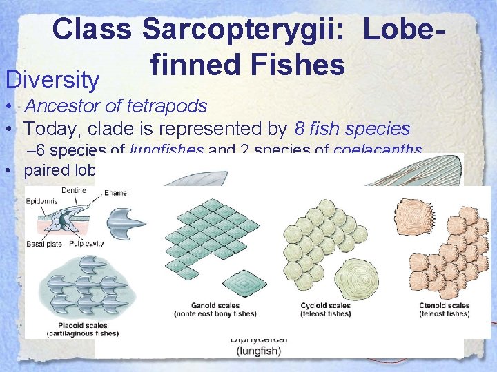 Class Sarcopterygii: Lobefinned Fishes Diversity • Ancestor of tetrapods • Today, clade is represented