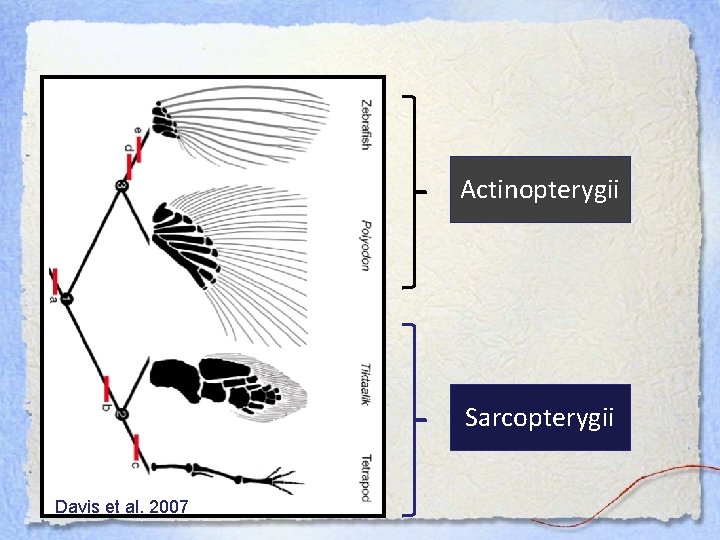 Actinopterygii Sarcopterygii Davis et al. 2007 