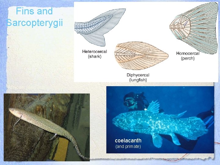 Fins and Sarcopterygii African leopard lungfish coelacanth (and primate) lungfish: animal-world. com, coelacanth: itsnature.