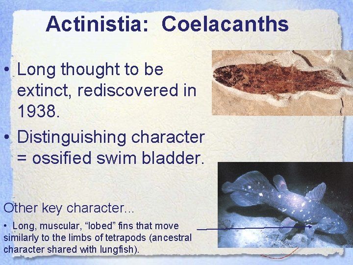 Actinistia: Coelacanths • Long thought to be extinct, rediscovered in 1938. • Distinguishing character