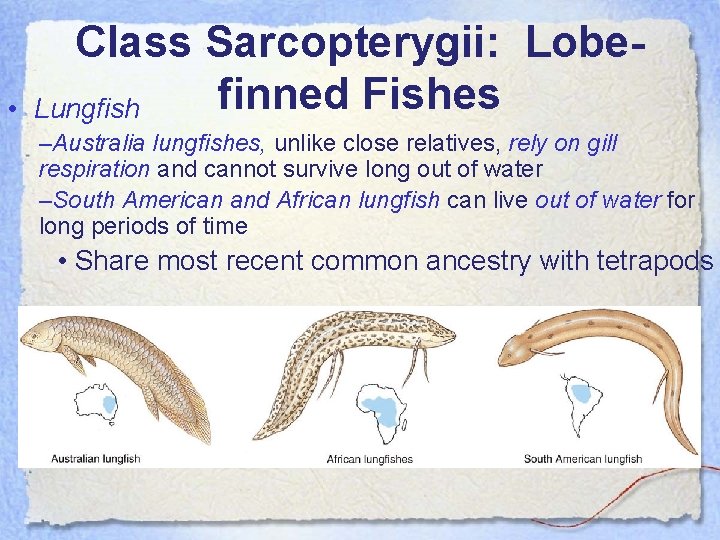  • Class Sarcopterygii: Lobefinned Fishes Lungfish –Australia lungfishes, unlike close relatives, rely on