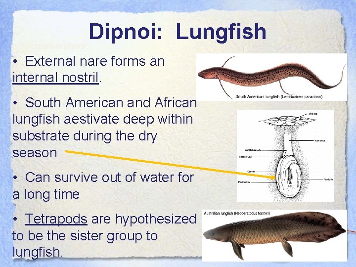 Dipnoi: Lungfish Synapomorphies: • External nare forms an internal nostril. • South American and