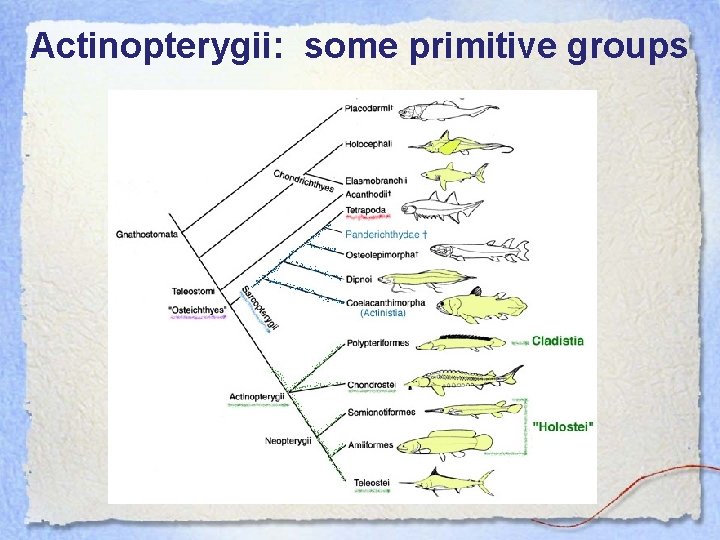 Actinopterygii: some primitive groups 