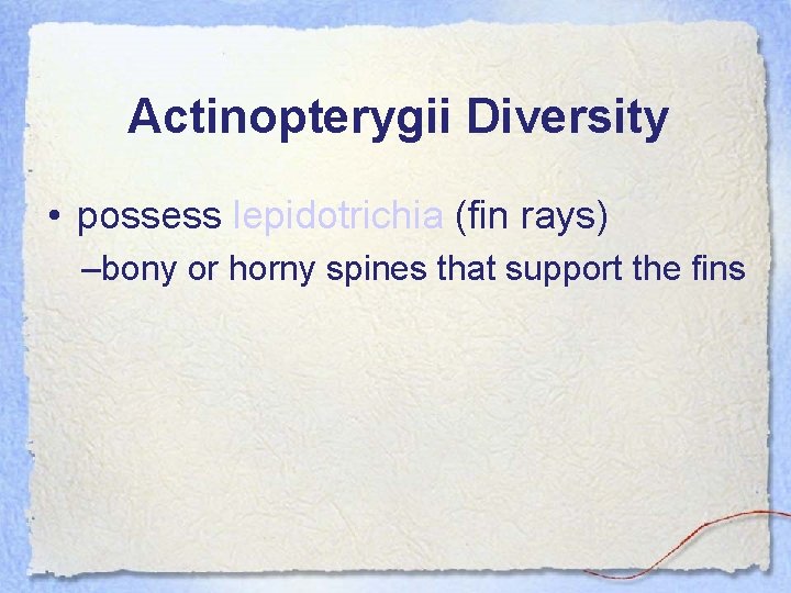 Actinopterygii Diversity • possess lepidotrichia (fin rays) –bony or horny spines that support the