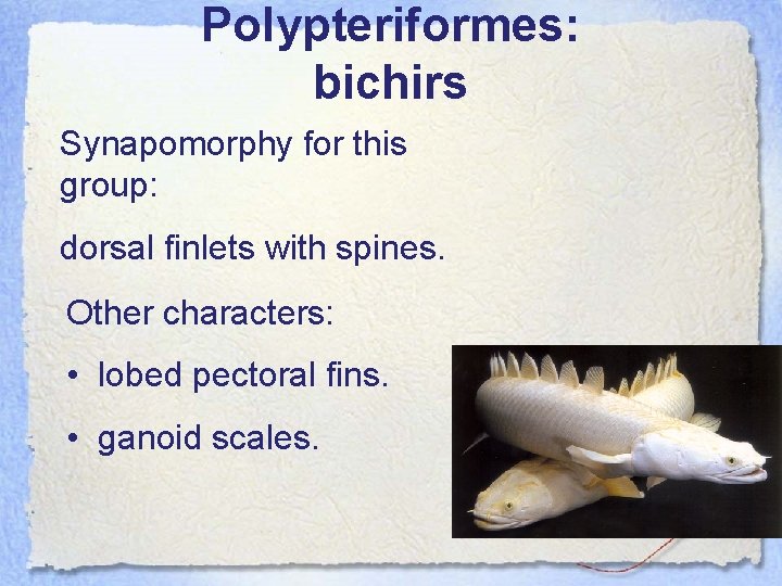 Polypteriformes: bichirs Synapomorphy for this group: dorsal finlets with spines. Other characters: • lobed