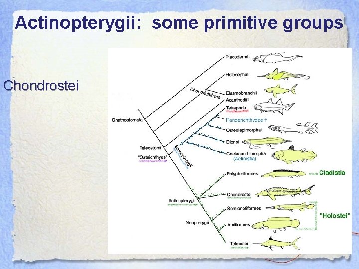 Actinopterygii: some primitive groups Chondrostei 