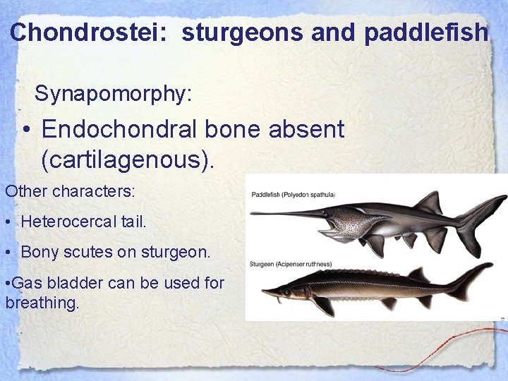 Chondrostei: sturgeons and paddlefish Synapomorphy: • Endochondral bone absent (cartilagenous). Other characters: • Heterocercal
