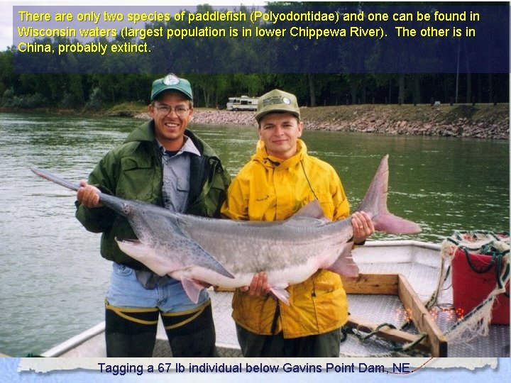 There are only two species of paddlefish (Polyodontidae) and one can be found in