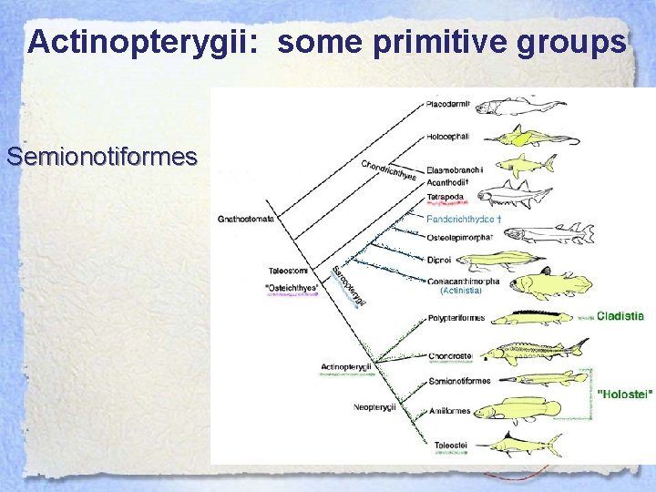 Actinopterygii: some primitive groups Semionotiformes 