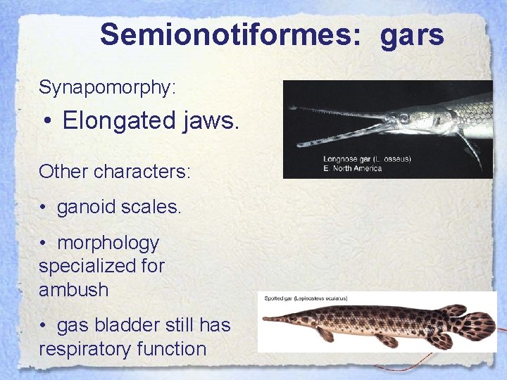 Semionotiformes: gars Synapomorphy: • Elongated jaws. Other characters: • ganoid scales. • morphology specialized