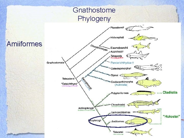 Gnathostome Phylogeny Amiiformes 