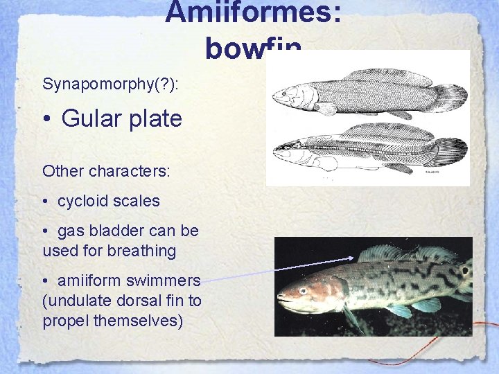 Amiiformes: bowfin Synapomorphy(? ): • Gular plate Other characters: • cycloid scales • gas