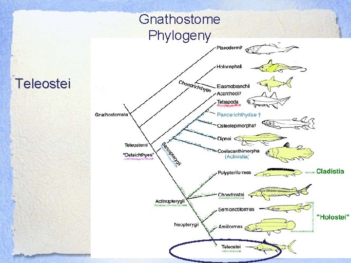 Gnathostome Phylogeny Teleostei 
