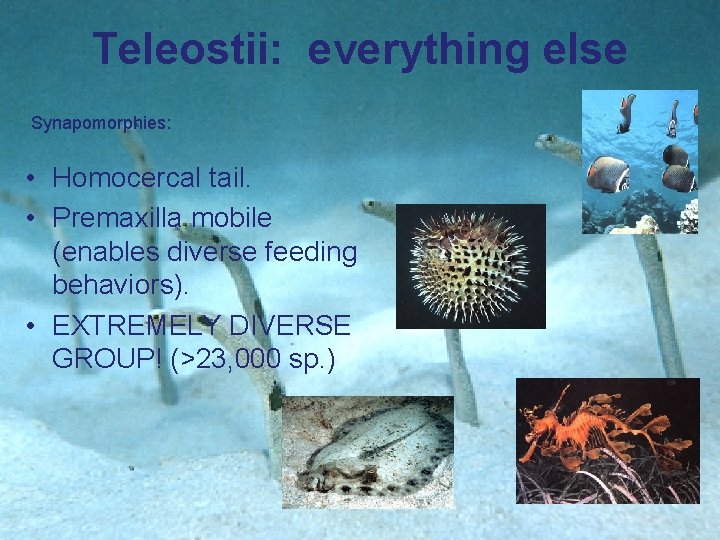 Teleostii: everything else Synapomorphies: • Homocercal tail. • Premaxilla mobile (enables diverse feeding behaviors).