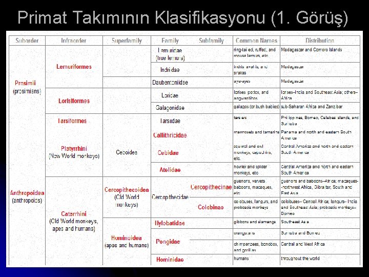 Primat Takımının Klasifikasyonu (1. Görüş) 