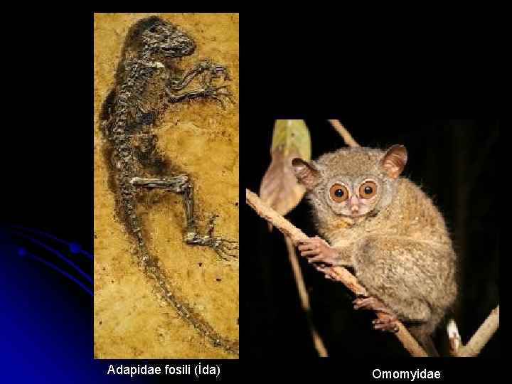 Adapidae fosili (İda) Omomyidae 