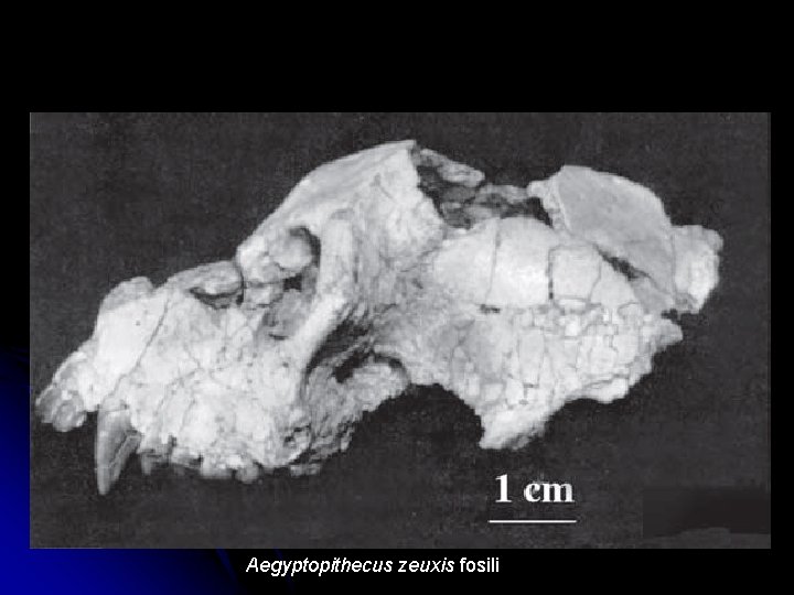 Aegyptopithecus zeuxis fosili 