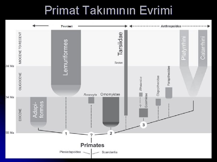 Primat Takımının Evrimi 