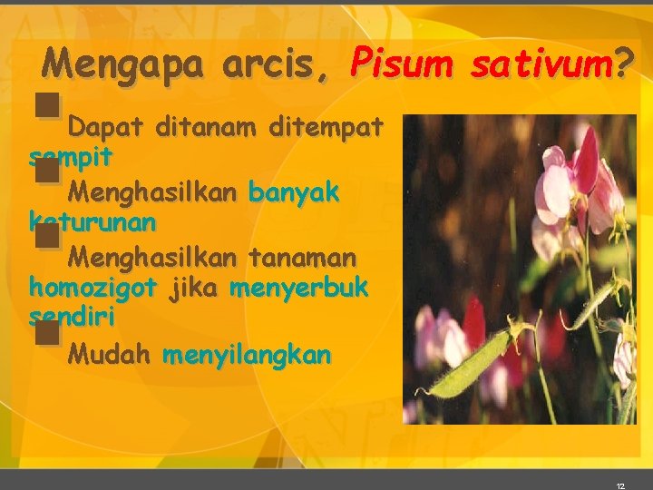 Mengapa arcis, Pisum sativum? § § Dapat ditanam ditempat sempit Menghasilkan banyak keturunan Menghasilkan