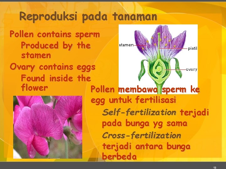 Reproduksi pada tanaman Pollen contains sperm Produced by the stamen Ovary contains eggs Found