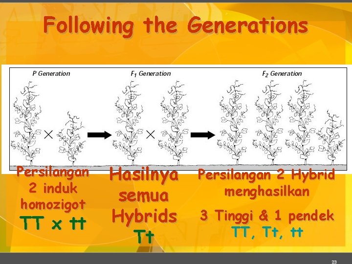 Following the Generations Persilangan 2 induk homozigot TT x tt Hasilnya semua Hybrids Tt