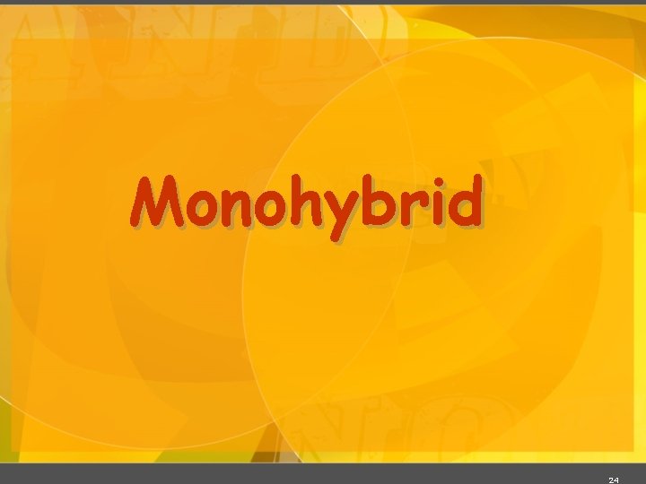 Monohybrid 24 