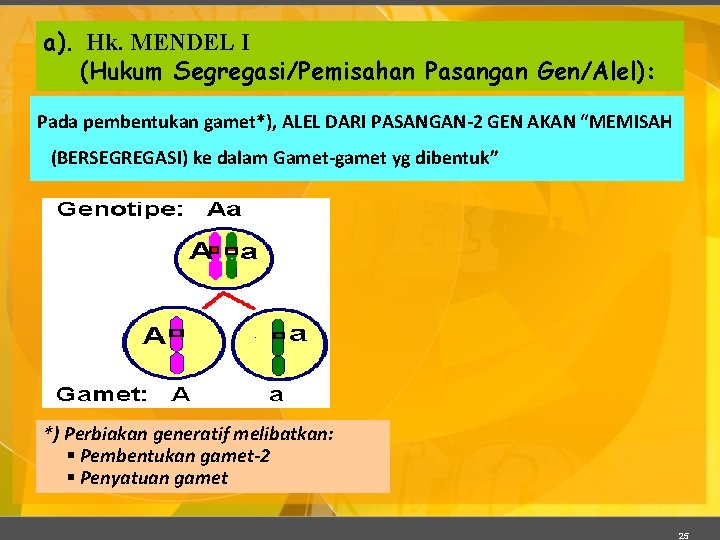 a). Hk. MENDEL I (Hukum Segregasi/Pemisahan Pasangan Gen/Alel): Pada pembentukan gamet*), ALEL DARI PASANGAN-2