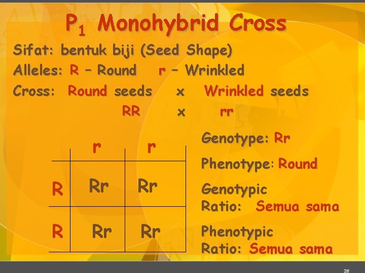 P 1 Monohybrid Cross Sifat: bentuk biji (Seed Shape) Alleles: R – Round r