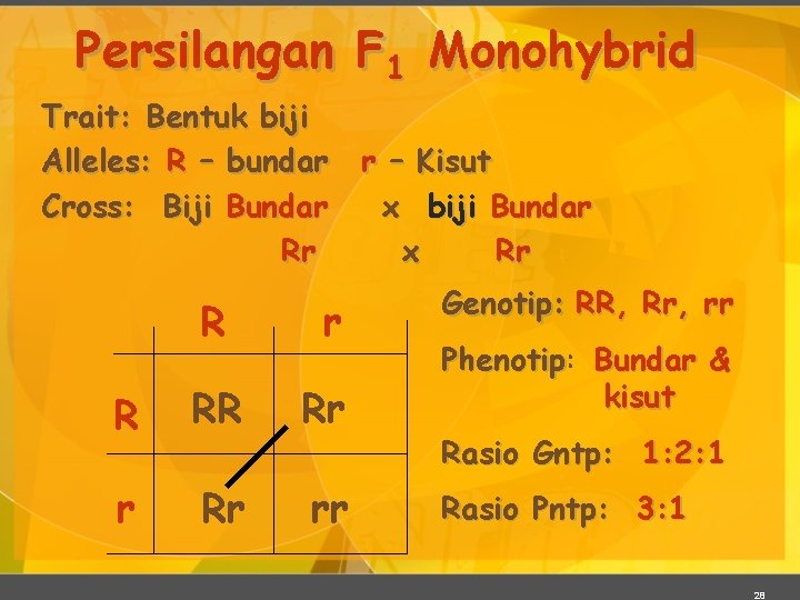 Persilangan F 1 Monohybrid Trait: Bentuk biji Alleles: R – bundar Cross: Biji Bundar