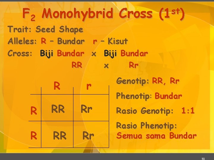 F 2 Monohybrid Cross st (1 ) Trait: Seed Shape Alleles: R – Bundar