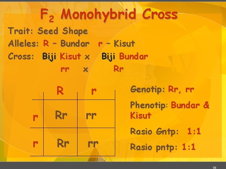 F 2 Monohybrid Cross Trait: Seed Shape Alleles: R – Bundar r – Kisut