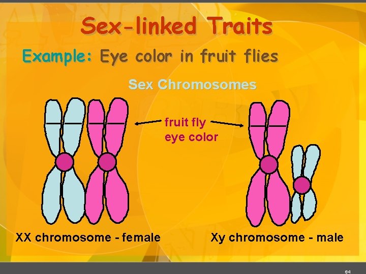 Sex-linked Traits Example: Eye color in fruit flies Sex Chromosomes fruit fly eye color