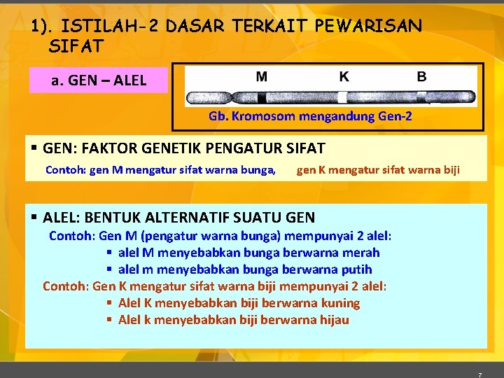 1). ISTILAH-2 DASAR TERKAIT PEWARISAN SIFAT a. GEN – ALEL Gb. Kromosom mengandung Gen-2
