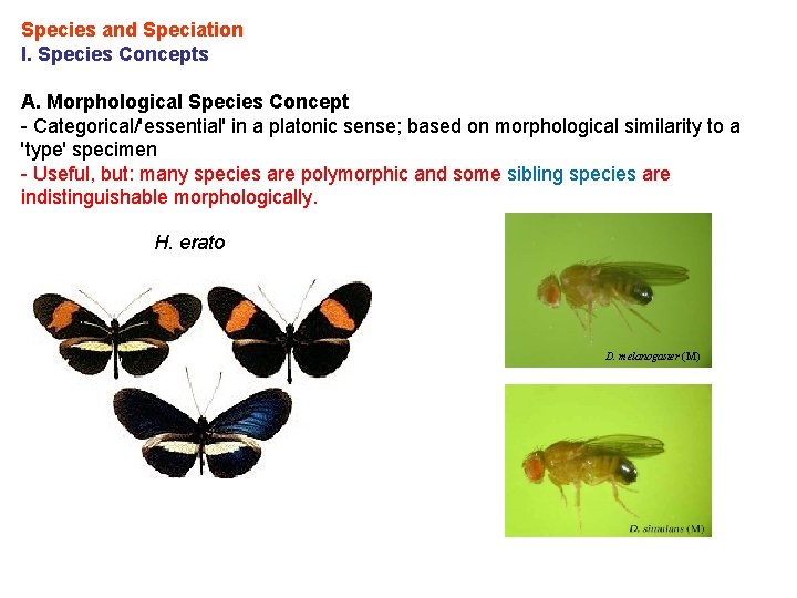 Species and Speciation I. Species Concepts A. Morphological Species Concept - Categorical/'essential' in a