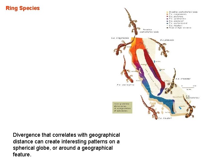 Ring Species Divergence that correlates with geographical distance can create interesting patterns on a