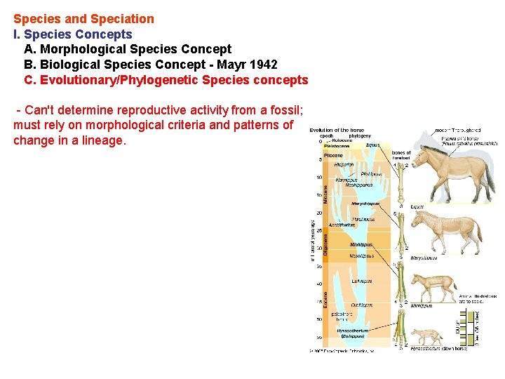 Species and Speciation I. Species Concepts A. Morphological Species Concept B. Biological Species Concept