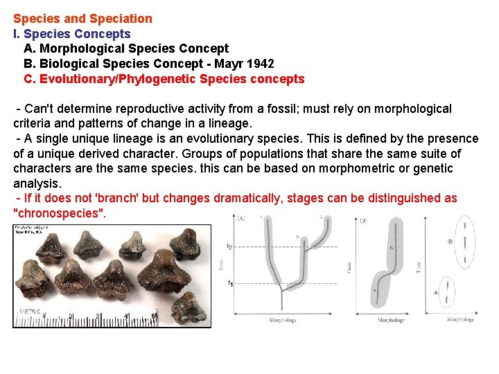 Species and Speciation I. Species Concepts A. Morphological Species Concept B. Biological Species Concept