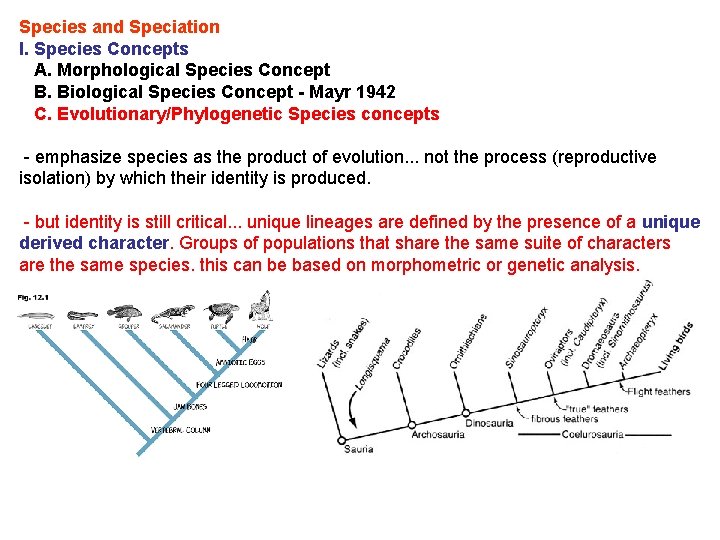 Species and Speciation I. Species Concepts A. Morphological Species Concept B. Biological Species Concept